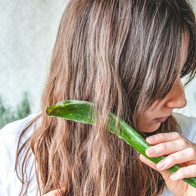 Aloe vera y sus cuidados