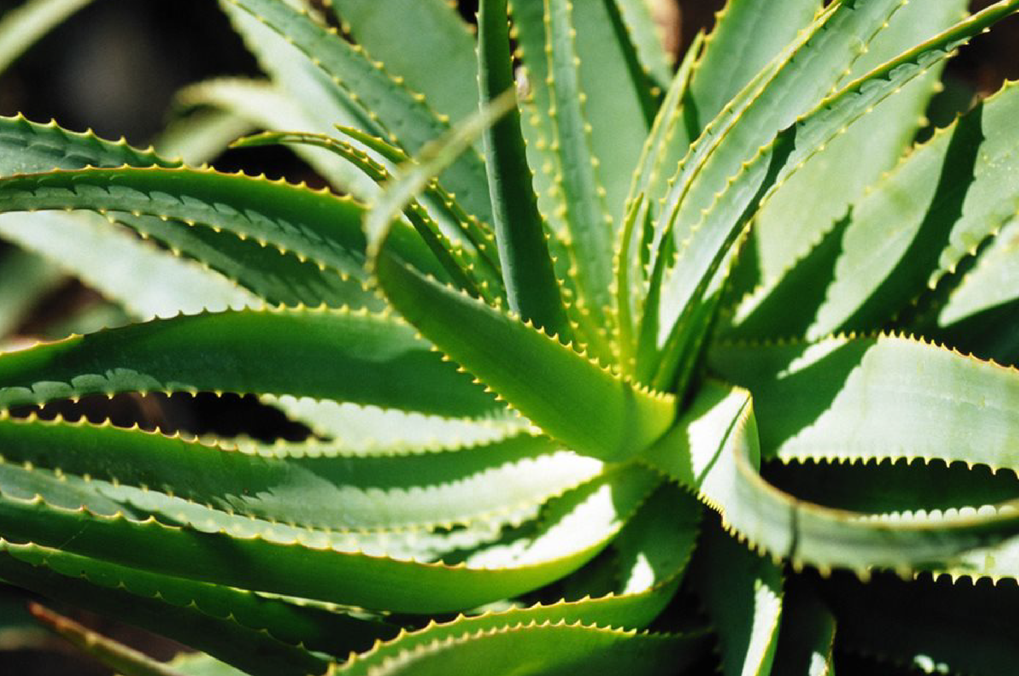 Aloe Vera